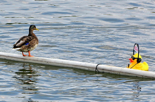 Maschsee13   689.jpg